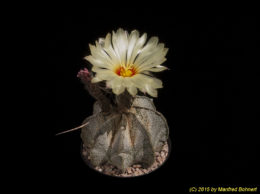 Astrophytum capricorne 3077